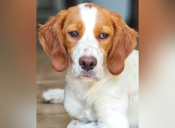 George - kleiner Gentleman auf vier Pfoten
