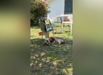 George - kleiner Gentleman auf vier Pfoten