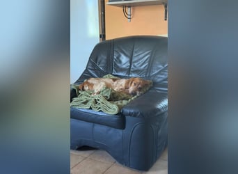 Gizmo - kleiner Herzensbrecher