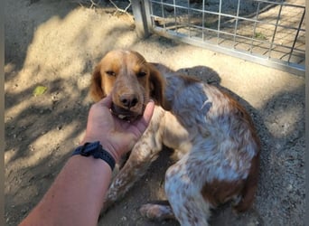 Gizmo - kleiner Herzensbrecher