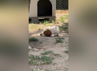George - kleiner Gentleman auf vier Pfoten