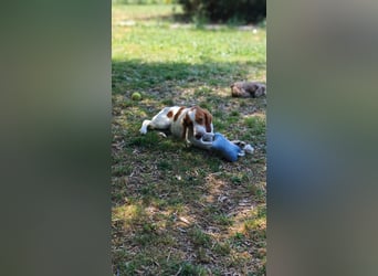 George - kleiner Gentleman auf vier Pfoten