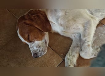 George - kleiner Gentleman auf vier Pfoten
