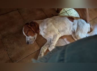 George - kleiner Gentleman auf vier Pfoten