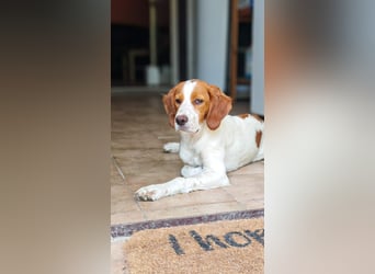 George - kleiner Gentleman auf vier Pfoten