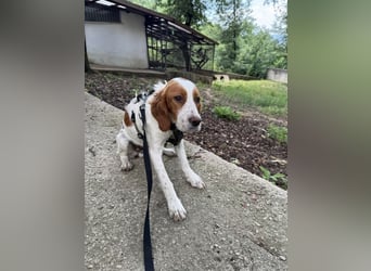 George - kleiner Gentleman auf vier Pfoten