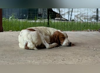 George - kleiner Gentleman auf vier Pfoten