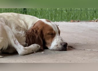 George - kleiner Gentleman auf vier Pfoten