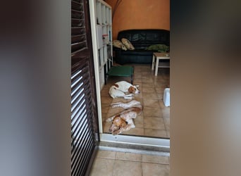 George - kleiner Gentleman auf vier Pfoten