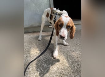 George - kleiner Gentleman auf vier Pfoten