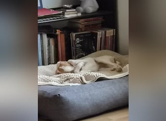 Raven - hübsches Hundemädchen sucht ihre Familie