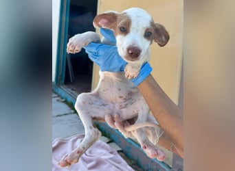 Cookie - das süße Mädchen mit den braunen Öhrchen sucht ihre Familie