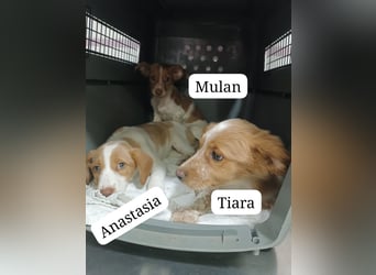 Tiara – kleine Bretonen-Prinzessin sucht ihr Für-immer-Zuhause