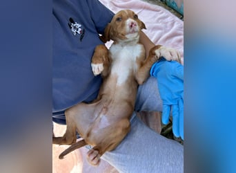 Bizcocho bringt Welpenglück nach Hause