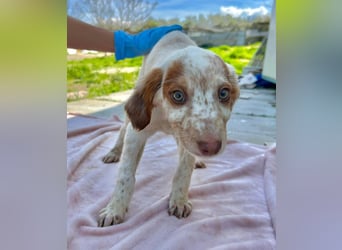 Muffin - kleiner Herzensbrecher auf der Suche nach seinem Für-immer-Zuhause