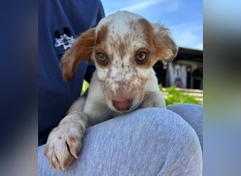 Muffin - kleiner Herzensbrecher auf der Suche nach seinem Für-immer-Zuhause
