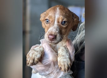 Mulan - bringt Welpenglück nach Hause