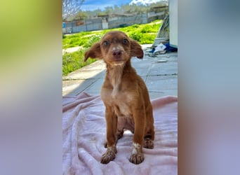 Miel– klein, tapsig und bereit fürs große Glück