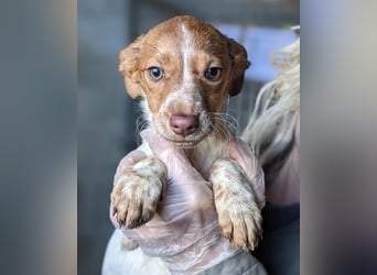 Mulan - bringt Welpenglück nach Hause