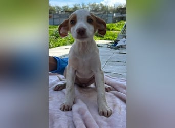 Cookie - das süße Mädchen mit den braunen Öhrchen sucht ihre Familie