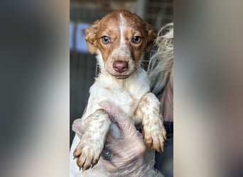 Mulan - bringt Welpenglück nach Hause