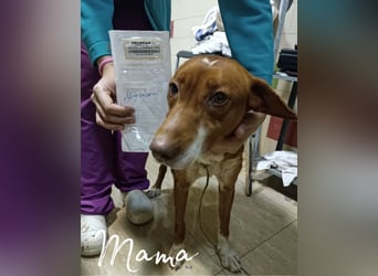 Sugar, ein bezauberndes kleines Hundekind sucht Anschluss