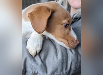 Anastasia – klein, tapsig und bereit fürs große Glück