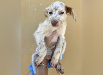 Sugar, ein bezauberndes kleines Hundekind sucht Anschluss