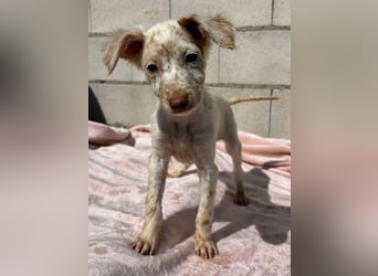 Sugar, ein bezauberndes kleines Hundekind sucht Anschluss