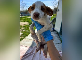 Cookie - das süße Mädchen mit den braunen Öhrchen sucht ihre Familie