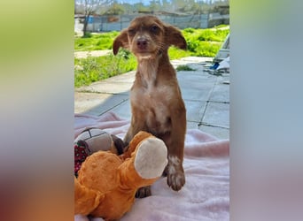 Miel– klein, tapsig und bereit fürs große Glück