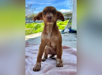 Miel– klein, tapsig und bereit fürs große Glück