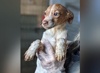 Mulan - bringt Welpenglück nach Hause