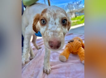 Muffin - kleiner Herzensbrecher auf der Suche nach seinem Für-immer-Zuhause