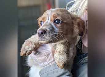 Tiara – kleine Bretonen-Prinzessin sucht ihr Für-immer-Zuhause