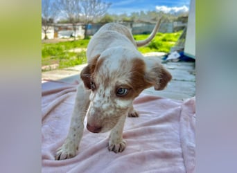 Muffin - kleiner Herzensbrecher auf der Suche nach seinem Für-immer-Zuhause