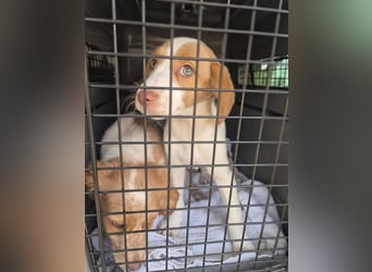 Anastasia – klein, tapsig und bereit fürs große Glück