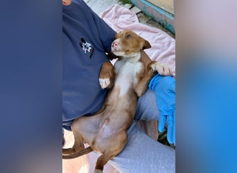 Bizcocho bringt Welpenglück nach Hause