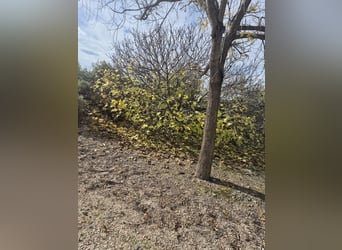 Mulan - bringt Welpenglück nach Hause