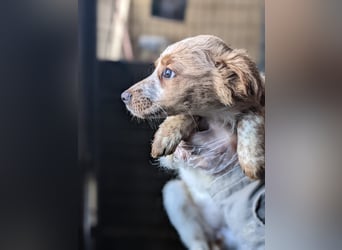 Tiara – kleine Bretonen-Prinzessin sucht ihr Für-immer-Zuhause