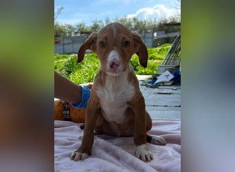 Bizcocho bringt Welpenglück nach Hause