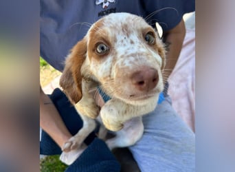 Muffin - kleiner Herzensbrecher auf der Suche nach seinem Für-immer-Zuhause