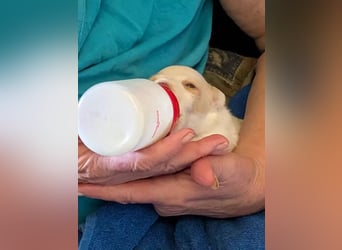 Peanut - kleines Flaschenkind sucht großes Glück