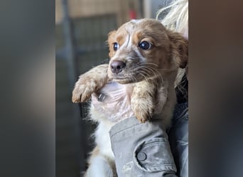 Tiara – kleine Bretonen-Prinzessin sucht ihr Für-immer-Zuhause