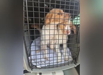 Anastasia – klein, tapsig und bereit fürs große Glück