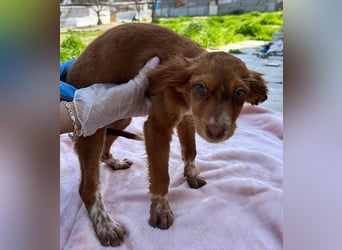 Miel– klein, tapsig und bereit fürs große Glück