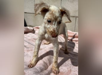 Sugar, ein bezauberndes kleines Hundekind sucht Anschluss