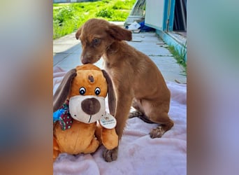 Miel– klein, tapsig und bereit fürs große Glück