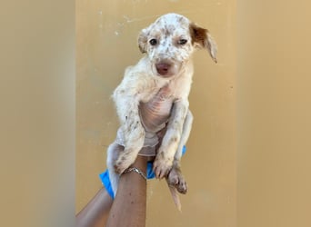 Sugar, ein bezauberndes kleines Hundekind sucht Anschluss