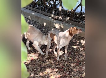 Milo – kleiner Bretonen-Mix mit großem Herz sucht seine Lieblingsmenschen